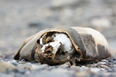 <i class='fa fa-user'></i>&nbsp;Arjen Drost&nbsp;|  Gemummificeerde zeehond&nbsp; <i class='fa fa-eye'>&nbsp;180</i> &nbsp;<i class='fa fa-thumbs-up'>&nbsp;1</i> &nbsp; <i class='fa fa-comment-o'>&nbsp;4</i>