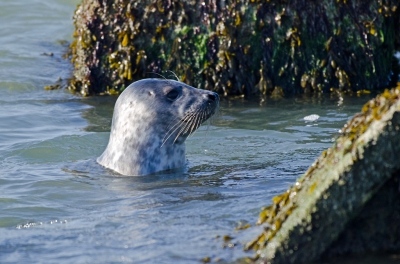 <i class='fa fa-user'></i>&nbsp;Eef Kieft&nbsp;|  Grijze Zeehond&nbsp; <i class='fa fa-eye'>&nbsp;121</i> &nbsp; <i class='fa fa-comment-o'>&nbsp;1</i>