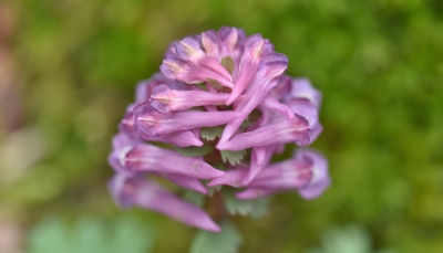 <i class='fa fa-user'></i>&nbsp;euroblinkie&nbsp;|  Vingerhelmbloem&nbsp; <i class='fa fa-eye'>&nbsp;91</i> &nbsp; <i class='fa fa-comment-o'>&nbsp;2</i>
