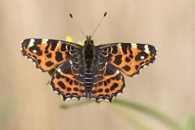 <i class='fa fa-user'></i>&nbsp;Peter Schenk&nbsp;|  Landkaartje&nbsp; <i class='fa fa-eye'>&nbsp;146</i> &nbsp;<i class='fa fa-thumbs-up'>&nbsp;2</i> &nbsp; <i class='fa fa-comment-o'>&nbsp;8</i>