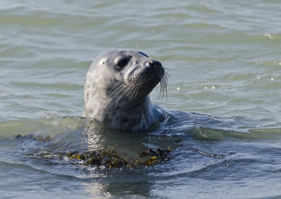 <i class='fa fa-user'></i>&nbsp;Eef Kieft&nbsp;|  Grijze Zeehond&nbsp; <i class='fa fa-eye'>&nbsp;114</i> &nbsp; <i class='fa fa-comment-o'>&nbsp;3</i>