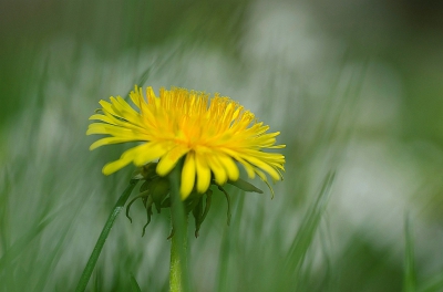 <i class='fa fa-user'></i>&nbsp;Bert Veerman&nbsp;|  Paardenbloem&nbsp; <i class='fa fa-eye'>&nbsp;90</i> &nbsp; <i class='fa fa-comment-o'>&nbsp;3</i>