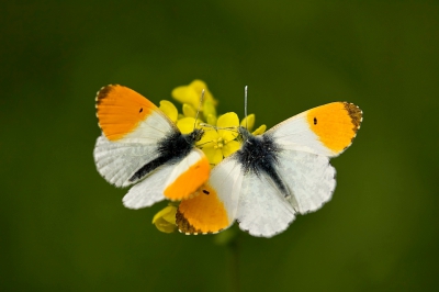 <i class='fa fa-user'></i>&nbsp;Leo Tukker&nbsp;|  Oranjetipje&nbsp; <i class='fa fa-eye'>&nbsp;183</i> &nbsp;<i class='fa fa-thumbs-up'>&nbsp;2</i> &nbsp; <i class='fa fa-comment-o'>&nbsp;8</i>