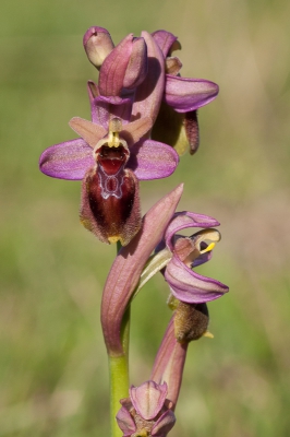 <i class='fa fa-user'></i>&nbsp;Michiel Janssen&nbsp;|  Wolzweverophrys hybride&nbsp; <i class='fa fa-eye'>&nbsp;105</i> &nbsp; <i class='fa fa-comment-o'>&nbsp;6</i>