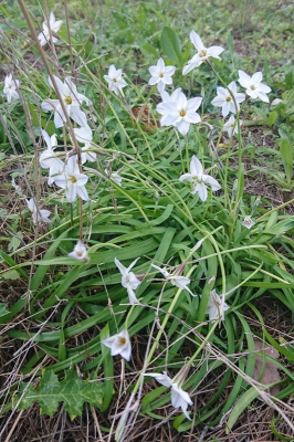 <i class='fa fa-user'></i>&nbsp;Michiel Janssen&nbsp;| Voorjaarsster, Oude Wijfjes&nbsp; <i class='fa fa-eye'>&nbsp;39</i> &nbsp; <i class='fa fa-comment-o'>&nbsp;2</i>