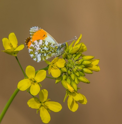 <i class='fa fa-user'></i>&nbsp;Rob wijn&nbsp;|  Oranjetipje&nbsp; <i class='fa fa-eye'>&nbsp;168</i> &nbsp;<i class='fa fa-thumbs-up'>&nbsp;8</i> &nbsp; <i class='fa fa-comment-o'>&nbsp;6</i>