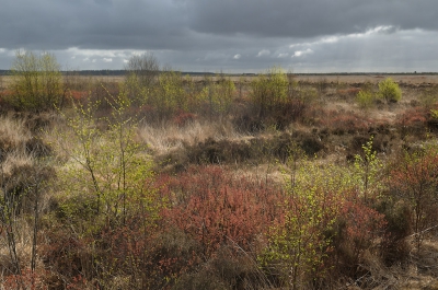 <i class='fa fa-user'></i>&nbsp;Hendrik van Kampen&nbsp;|  Hoogveen met Gagel en Berken&nbsp; <i class='fa fa-eye'>&nbsp;134</i> &nbsp; <i class='fa fa-comment-o'>&nbsp;3</i>