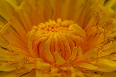 <i class='fa fa-user'></i>&nbsp;Cor&nbsp;|  Paardenbloem&nbsp; <i class='fa fa-eye'>&nbsp;111</i> &nbsp;<i class='fa fa-thumbs-up'>&nbsp;2</i> &nbsp; <i class='fa fa-comment-o'>&nbsp;8</i>