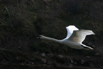 Al wandelend langs het hoofdkanaal kwam deze zwaan langsvliegen en drukte ik af.