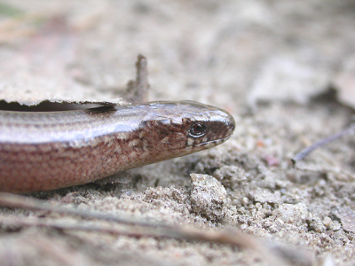 <i class='fa fa-user'></i> Tim v. Alen | Hazelworm  <i class='fa fa-eye'> 326</i>   <i class='fa fa-comment-o'> 2</i>