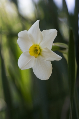 <i class='fa fa-user'></i>&nbsp;Tom van der Most&nbsp;|  Narcissus tazetta&nbsp; <i class='fa fa-eye'>&nbsp;64</i> &nbsp; <i class='fa fa-comment-o'>&nbsp;0</i>