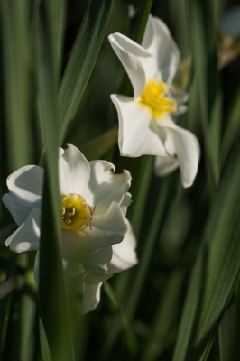 <i class='fa fa-user'></i>&nbsp;Tom van der Most&nbsp;|  Narcissus tazetta&nbsp; <i class='fa fa-eye'>&nbsp;72</i> &nbsp; <i class='fa fa-comment-o'>&nbsp;0</i>