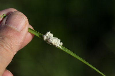 <i class='fa fa-user'></i>&nbsp;Tom van der Most&nbsp;| Kunnen zeggen&nbsp; <i class='fa fa-eye'>&nbsp;67</i> &nbsp; <i class='fa fa-comment-o'>&nbsp;3</i>