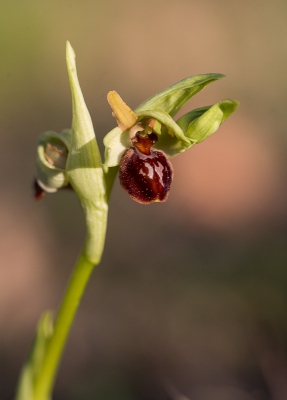 Vroeg in de avond nog even wezen kijken op een plekje waar ik veel verwachtte. Dat kwam uit, ik zag het Hondskruid, de Tongorchis, de Purperorchis, de Harlekijn, de Vliegenorchis en  deze opkortte afstand van elkaar