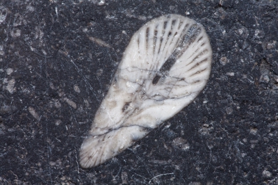 <i class='fa fa-user'></i>&nbsp;Adri Gr Nuelend&nbsp;|  Rugosa sp.&nbsp; <i class='fa fa-eye'>&nbsp;292</i> &nbsp; <i class='fa fa-comment-o'>&nbsp;13</i>