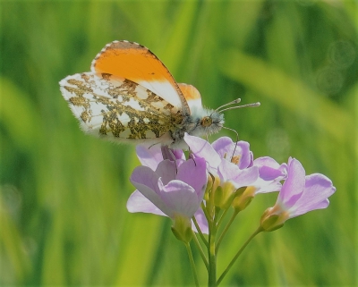 <i class='fa fa-user'></i>&nbsp;momo&nbsp;|  Oranjetipje&nbsp; <i class='fa fa-eye'>&nbsp;89</i> &nbsp; <i class='fa fa-comment-o'>&nbsp;0</i>