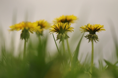 <i class='fa fa-user'></i>&nbsp;frbeuming&nbsp;|  Paardenbloem&nbsp; <i class='fa fa-eye'>&nbsp;85</i> &nbsp; <i class='fa fa-comment-o'>&nbsp;0</i>