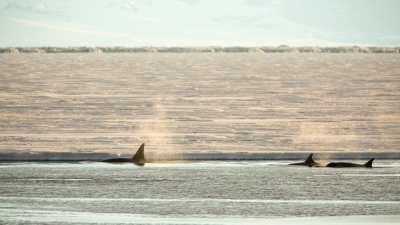 <i class='fa fa-user'></i>&nbsp;Arjen Drost&nbsp;|  Orka&nbsp; <i class='fa fa-eye'>&nbsp;132</i> &nbsp; <i class='fa fa-comment-o'>&nbsp;4</i>