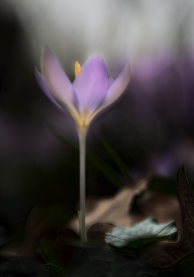 Onder de Eikenbomen staat een groepje Boerencrocus waarvan ik deze enkele bloem selecteerde. Niet topscherp vanwege het gebruik van de Lensbaby Velvet, maar met des te meer aandacht voor sfeer.