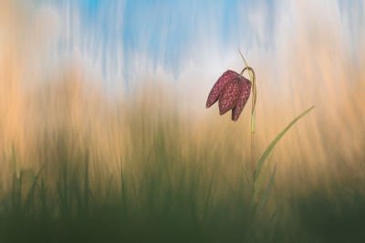 Zondag was het ideaal om 's avonds de Kievitsbloemen nog een keer op te zoeken. Het avondlicht en het riet op de achtergrond zorgden voor mooie omstandigheden. Vanaf de pittenzak.