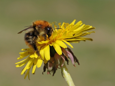 <i class='fa fa-user'></i>&nbsp;Ad Sprang&nbsp;| Roodgatje&nbsp; <i class='fa fa-eye'>&nbsp;55</i> &nbsp; <i class='fa fa-comment-o'>&nbsp;8</i>