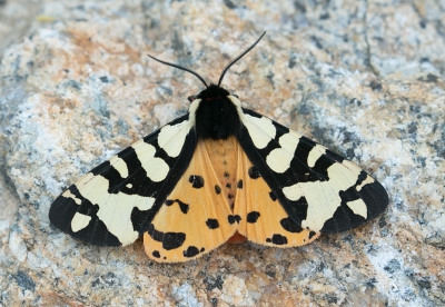 <i class='fa fa-user'></i>&nbsp;keesvanderklauw&nbsp;| Roomvlek&nbsp; <i class='fa fa-eye'>&nbsp;63</i> &nbsp; <i class='fa fa-comment-o'>&nbsp;2</i>