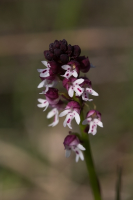 <i class='fa fa-user'></i>&nbsp;Tom van der Most&nbsp;|  Aangebrande Orchis&nbsp; <i class='fa fa-eye'>&nbsp;77</i> &nbsp; <i class='fa fa-comment-o'>&nbsp;1</i>