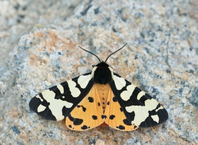 <i class='fa fa-user'></i>&nbsp;keesvanderklauw&nbsp;|  Roomvlek&nbsp; <i class='fa fa-eye'>&nbsp;150</i> &nbsp;<i class='fa fa-thumbs-up'>&nbsp;4</i> &nbsp; <i class='fa fa-comment-o'>&nbsp;5</i>