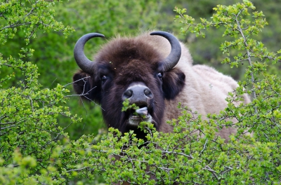 <i class='fa fa-user'></i>&nbsp;Eef Kieft&nbsp;|  Wisent&nbsp; <i class='fa fa-eye'>&nbsp;178</i> &nbsp; <i class='fa fa-comment-o'>&nbsp;3</i>