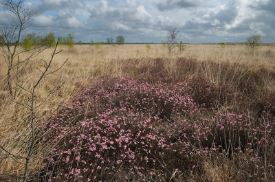 <i class='fa fa-user'></i>&nbsp;Hendrik van Kampen&nbsp;|  Hoogveenlandschap met Lavendelhei&nbsp; <i class='fa fa-eye'>&nbsp;127</i> &nbsp; <i class='fa fa-comment-o'>&nbsp;6</i>