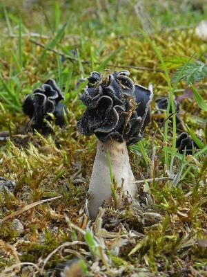 <i class='fa fa-user'></i>&nbsp;Niek Oele&nbsp;|  Nonnenkapkluifzwam&nbsp; <i class='fa fa-eye'>&nbsp;137</i> &nbsp; <i class='fa fa-comment-o'>&nbsp;6</i>