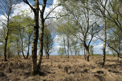 <i class='fa fa-user'></i>&nbsp;Hendrik van Kampen&nbsp;|  Berken in hoogveenlandschap&nbsp; <i class='fa fa-eye'>&nbsp;123</i> &nbsp; <i class='fa fa-comment-o'>&nbsp;10</i>