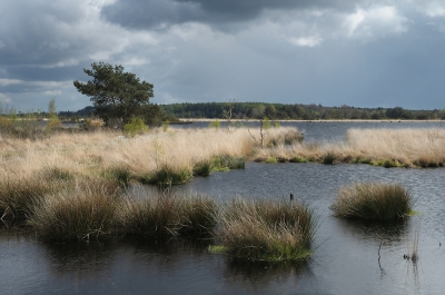 <i class='fa fa-user'></i>&nbsp;Hendrik van Kampen&nbsp;|  Plassen in hoogveenlandschap&nbsp; <i class='fa fa-eye'>&nbsp;145</i> &nbsp;<i class='fa fa-thumbs-up'>&nbsp;2</i> &nbsp; <i class='fa fa-comment-o'>&nbsp;7</i>