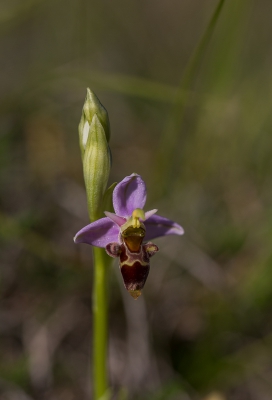 <i class='fa fa-user'></i>&nbsp;Tom van der Most&nbsp;|  Snippenorchis&nbsp; <i class='fa fa-eye'>&nbsp;106</i> &nbsp; <i class='fa fa-comment-o'>&nbsp;7</i>