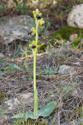 <i class='fa fa-user'></i>&nbsp;Michiel Janssen&nbsp;|  Bruine Ophrys&nbsp; <i class='fa fa-eye'>&nbsp;81</i> &nbsp; <i class='fa fa-comment-o'>&nbsp;3</i>