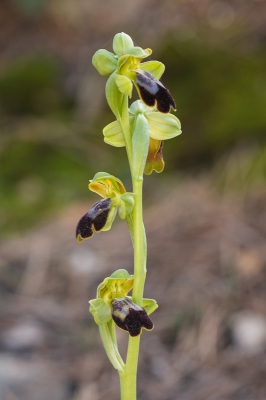 <i class='fa fa-user'></i>&nbsp;Michiel Janssen&nbsp;|  Bruine Ophrys&nbsp; <i class='fa fa-eye'>&nbsp;66</i> &nbsp; <i class='fa fa-comment-o'>&nbsp;4</i>