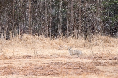 <i class='fa fa-user'></i>&nbsp;Jan Luit&nbsp;|  Prairiewolf of Coyote&nbsp; <i class='fa fa-eye'>&nbsp;150</i> &nbsp; <i class='fa fa-comment-o'>&nbsp;4</i>