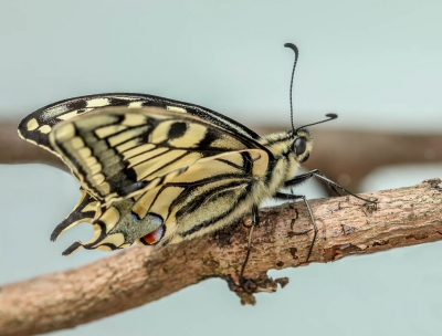 Zat bij een kennis van mijn in de tuin van een mooie pop tot deze schitterende vlinder met dank aan Wilma.