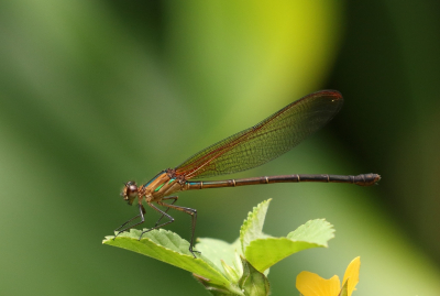 <i class='fa fa-user'></i>&nbsp;honderwa&nbsp;|  Hetaerina occisa&nbsp; <i class='fa fa-eye'>&nbsp;84</i> &nbsp; <i class='fa fa-comment-o'>&nbsp;1</i>