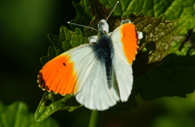 <i class='fa fa-user'></i>&nbsp;David Ruijs&nbsp;|  Oranjetipje&nbsp; <i class='fa fa-eye'>&nbsp;96</i> &nbsp; <i class='fa fa-comment-o'>&nbsp;3</i>
