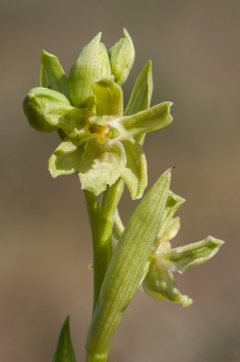 <i class='fa fa-user'></i>&nbsp;Michiel Janssen&nbsp;|  Allemans-ophrys&nbsp; <i class='fa fa-eye'>&nbsp;77</i> &nbsp;<i class='fa fa-thumbs-up'>&nbsp;2</i> &nbsp; <i class='fa fa-comment-o'>&nbsp;5</i>