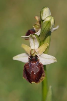 <i class='fa fa-user'></i>&nbsp;Michiel Janssen&nbsp;|  Allemans-ophrys&nbsp; <i class='fa fa-eye'>&nbsp;77</i> &nbsp; <i class='fa fa-comment-o'>&nbsp;1</i>