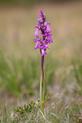 <i class='fa fa-user'></i>&nbsp;Michiel Janssen&nbsp;|  Moerasorchis&nbsp; <i class='fa fa-eye'>&nbsp;88</i> &nbsp;<i class='fa fa-thumbs-up'>&nbsp;1</i> &nbsp; <i class='fa fa-comment-o'>&nbsp;5</i>