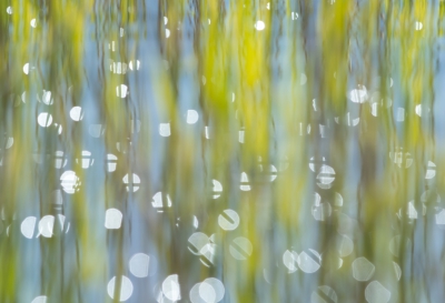 Als je lang op een plaats blijft zitten krijg je vanzelf ideen. Hier wachtte ik op de futen, toen ik zag hoe het riet in mooie golven spiegelde in het water, het tegenlicht deed de rest.
Er waren van de hele serie drie geslaagd, hier vond ik het ritme het mooist.