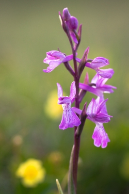 <i class='fa fa-user'></i>&nbsp;Michiel Janssen&nbsp;|  Moerasorchis&nbsp; <i class='fa fa-eye'>&nbsp;95</i> &nbsp; <i class='fa fa-comment-o'>&nbsp;4</i>