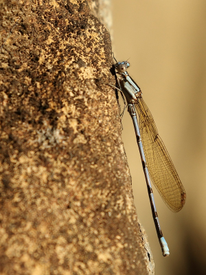 <i class='fa fa-user'></i>&nbsp;honderwa&nbsp;|  Argia extranea&nbsp; <i class='fa fa-eye'>&nbsp;73</i> &nbsp; <i class='fa fa-comment-o'>&nbsp;0</i>
