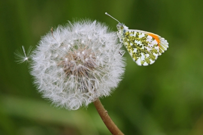 <i class='fa fa-user'></i>&nbsp;Niek Oele&nbsp;|  Oranjetipje&nbsp; <i class='fa fa-eye'>&nbsp;71</i> &nbsp; <i class='fa fa-comment-o'>&nbsp;0</i>