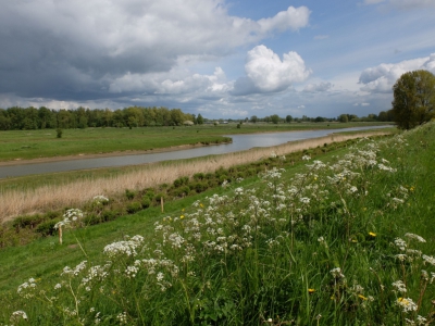 Je ziet hier natuurgebied de Groesplaat vanaf de dijk. De foto is zoals hij is, niets aan gedaan. Ik hou van de foto zoals hij is, liefst puur natuur.