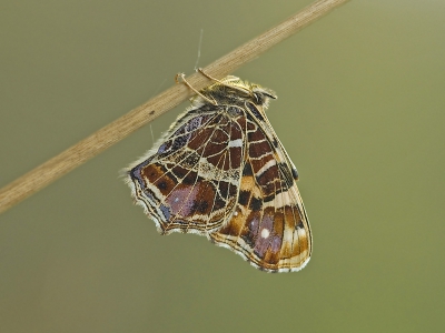 <i class='fa fa-user'></i>&nbsp;Ad Sonnemans&nbsp;|  Landkaartje&nbsp; <i class='fa fa-eye'>&nbsp;131</i> &nbsp; <i class='fa fa-comment-o'>&nbsp;3</i>