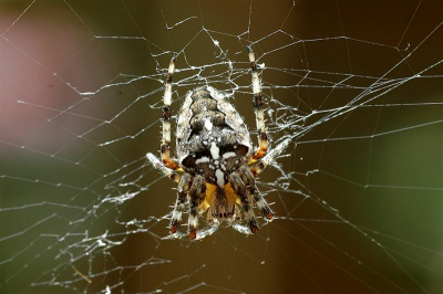 Het was een goed spinnenjaar, deze zat in de tuin op een prooi te wachten. Hij viel op door z'n lichte kleuren.